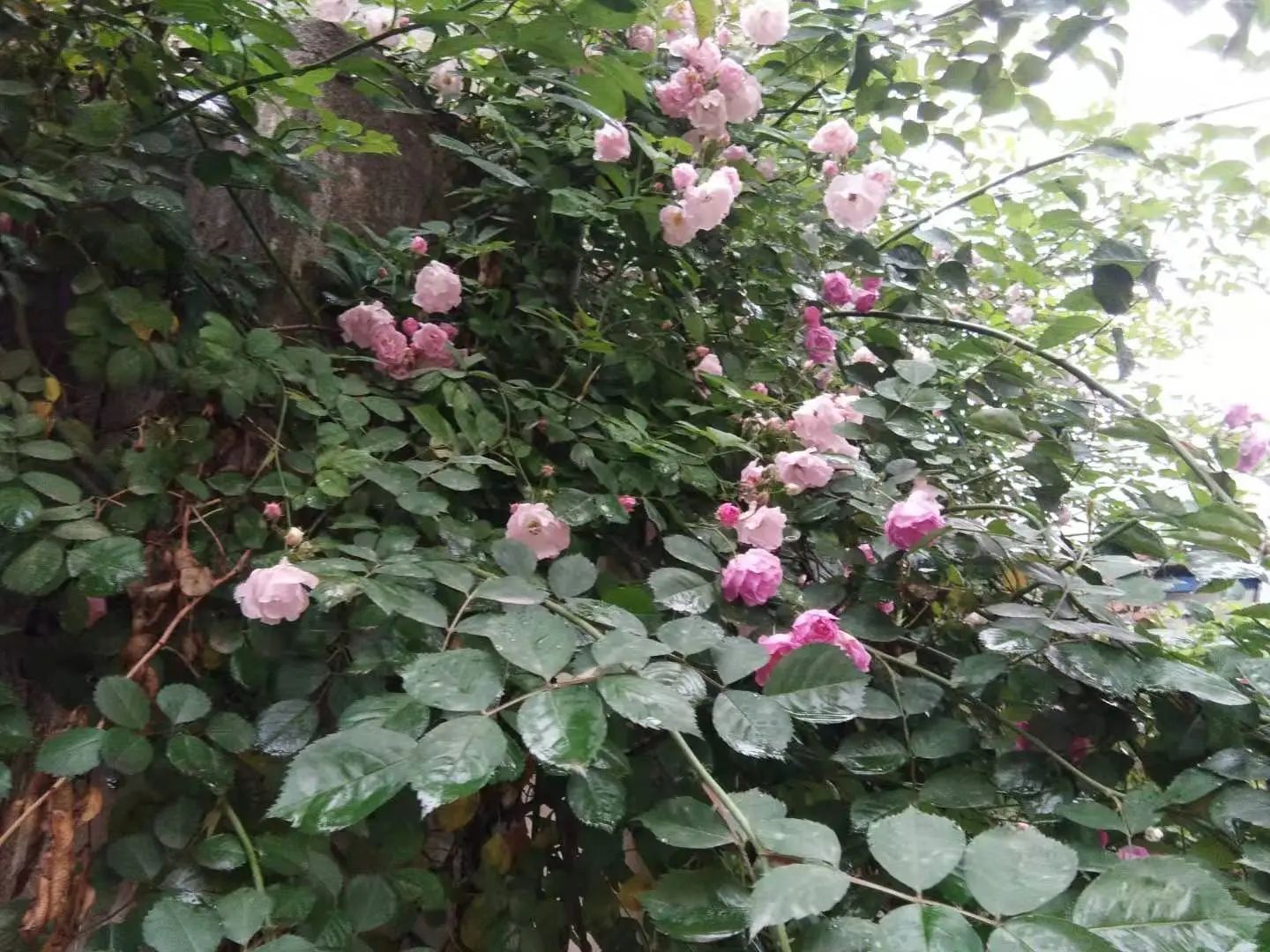 心中無(wú)塵，歲月生香