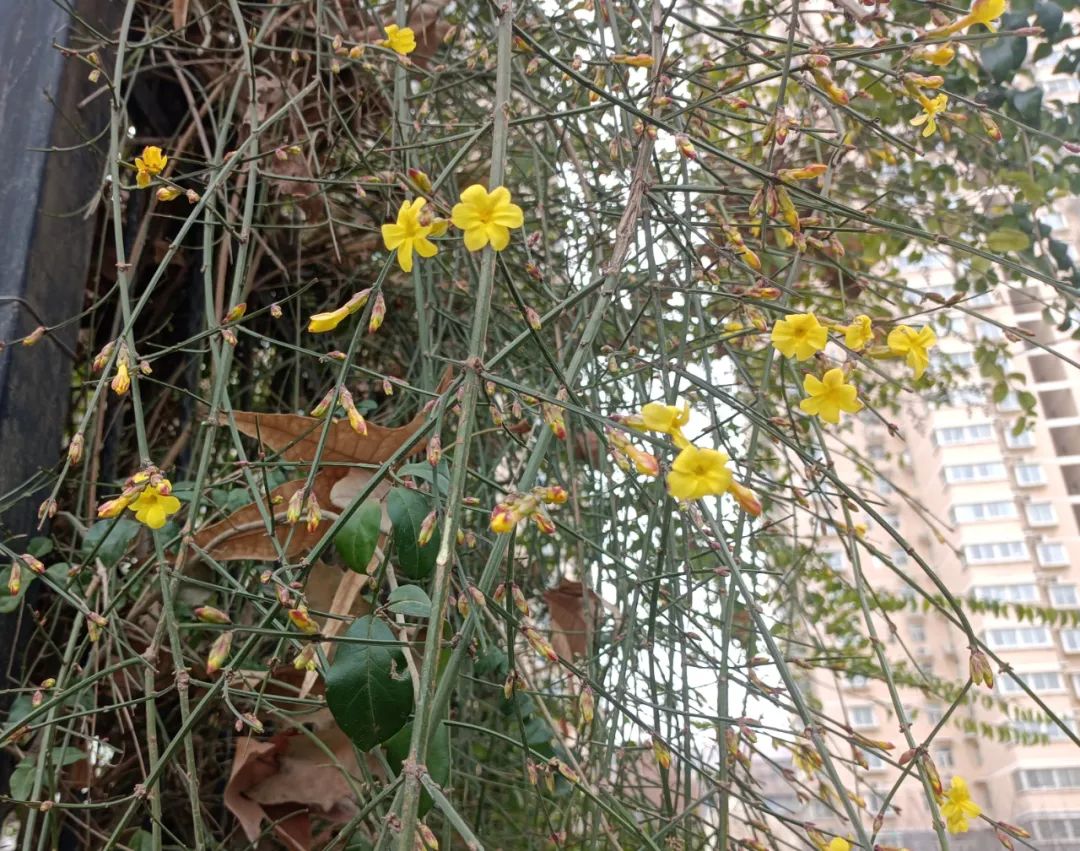 迎春花開，奔赴希望之約